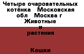 Четыре очаровательных котёнка - Московская обл., Москва г. Животные и растения » Кошки   . Московская обл.,Москва г.